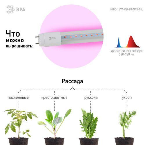 картинка Лампа светодиодная FITO-18W-RB-Т8-G13-NL 18Вт T8 линейная 96LED 2835 IP20 35000ч для растений красн./син. спектр стекло Эра Б0042990